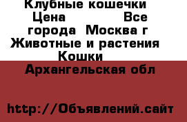 Клубные кошечки › Цена ­ 10 000 - Все города, Москва г. Животные и растения » Кошки   . Архангельская обл.